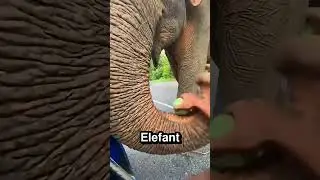 Der Mann fütterte den Elefanten mit Wassermelonen aber er gab sie seinen Kindern 🍉 🐘