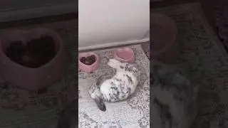 liberando vídeo coquette para quem entrou na house