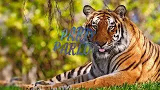 Nad Kara Pan Amcha Kuth DJ Song | Active Pad Vs Dialogue Mix | DJ Omkar Baramati & Yogesh YP
