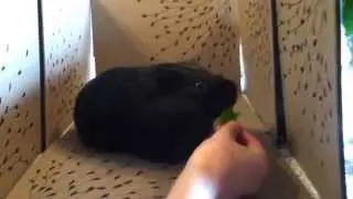 Give me food!