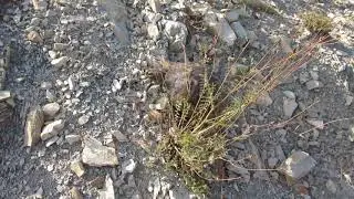 Новороссийск. Черепаха в горах