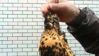 Павловская золотистая курочка.  Хохол Vintage Russian Pavlovian breed chickens