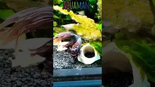 How to Identify Male or Female Betta Fish🍓😍|| Please Help || #shorts