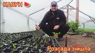 Розсада кавуна на замовлення.