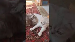Mom cat feeds adult kittens, kittens eat and calm down) 