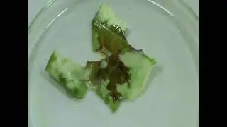 Testing For Starch In Leaves