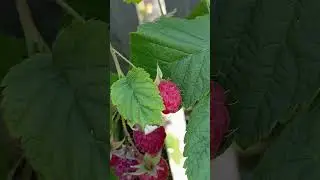 Ягода МАЛИНА