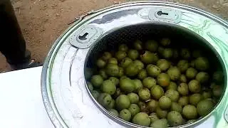 Как отчистить орех от зелёной скорлупы