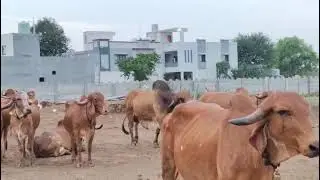 BP gir cows at madhuvan foundation