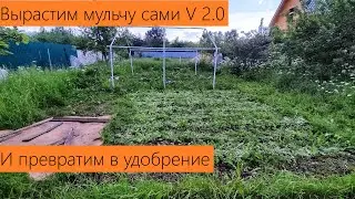 Июнь 2024. Обзор дачи. Выращиваем мульчу правильно! Чтобы и рыбку съесть и косточкой не подавиться!