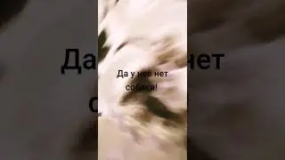 #бумажнаяСобака