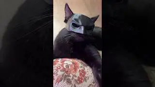 Catman 😻🐈
