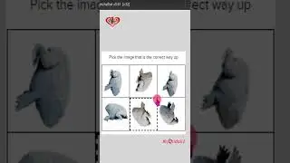 Pick the image that is the correct way up 