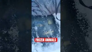 5 Weirdest Animals Found FROZEN In Ice