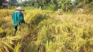 Vụ Gặt Về Đến Bản Của Tôi Rồi