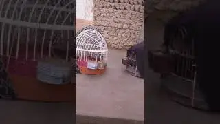 овози нар кабк