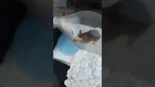 100% СПОСОБ ЛОВЛИ МЫШЕЙ :-)