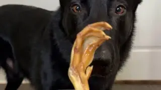 Breakfast for my Dogs!