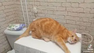 Симба кайфует от запаха зубной пасты 😂❤️