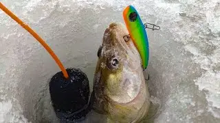 AND IN THE EVENING, THERE WAS A CROWD OF PIKE-PERCH! MARCH PIKE-PERCH FROM THE ICE. SPRING FISHIN...