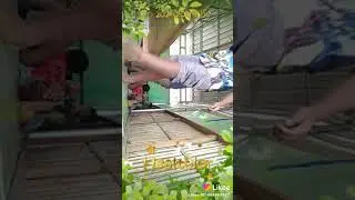 Kenyot & codot
