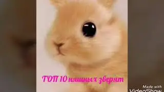 Милейшие звери планеты!