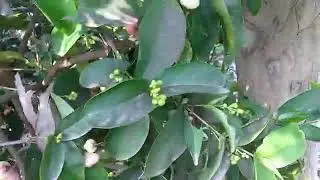 Amazing Red Water Apple    Small Plant Full With Water Apple