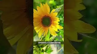 Вы любите цветы?А раскрытие цветка очень схоже с саморазвитием.