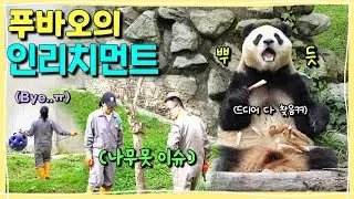 [ep.281] 드디어 폭포 위 죽순까지 모조리 다 찾아낸 푸바오🎋l 나무못 이슈, 보라색 공아 안녕! (feat.쉬샹 사육사님, 왕사육사님)