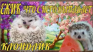 КЛОНДАЙК ЕЖИК ЧТО С НЕГО ВЫПАДАЕТ