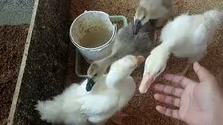 di panggil nurut banget si angsa