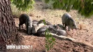 Sleepy Javelinas