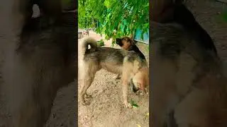 Всё полезно, что в рот полезло😁 #приютдлясобак #добро #собака