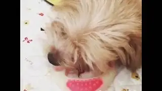 Coco from Instagram / 20171211