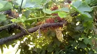 Кишмиш Красный Армянский , урожай 2019 .