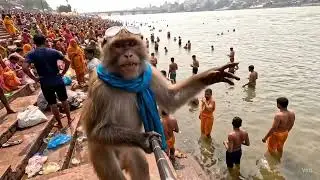 Allahabadia Monkey vlogger episode -1 @HappyMonkeyy