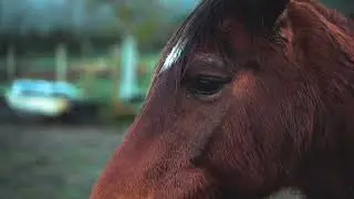 The horse You see and Enjoy (Animals Video)