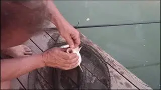 Уже третий сегодня! Ставлю метку и отпускаю!