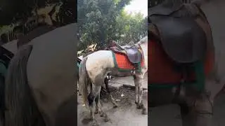 Mısır'ın (Egypt) Başkenti Kahire'den (Cairo) Videolar