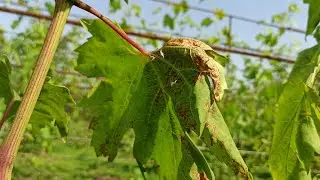 Leaf burns on grapes. Don't repeat my mistakes!