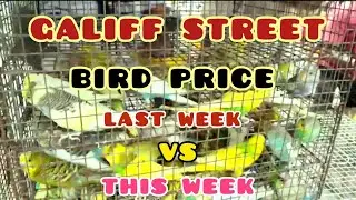 GALIFF STREET BIRD PRICE LAST WEEK VS THIS WEEK..