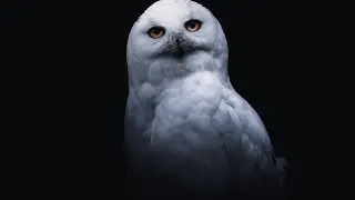 BAYKUŞ SESİ (OWL SOUND)