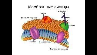 Нагиев Э.Р. Лекции по биохимии: Липиды 2