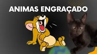 Animais engraçado