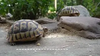 Guess the Animal Game. Animal Riddles | English Portal