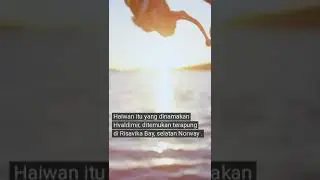 'Paus pengintip' ditemui mati