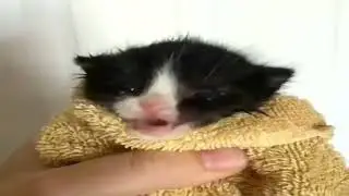 Котёнок пересмотрел скибиди туалетов