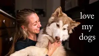 the video I couldn't finish, but the dogs are cute