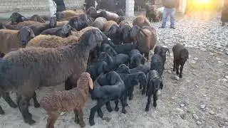 Сурхондарё Сариосиё КУЙ бозори нархлари. 03.03.2022й