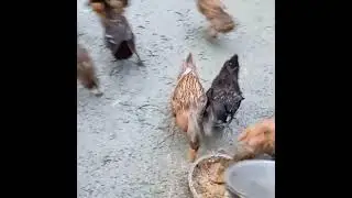 🔥Chicks & Ducks